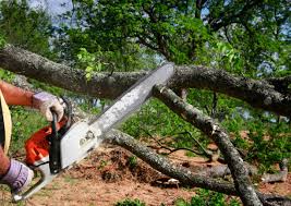 How Our Tree Care Process Works  in Dupont, PA